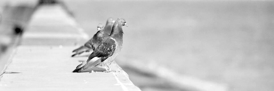 Birds at beach, hand-developed on film
